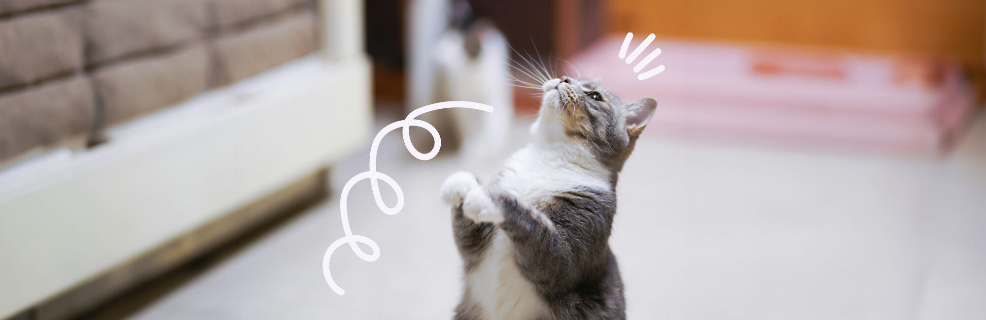 Zijn katten goede leerlingen?