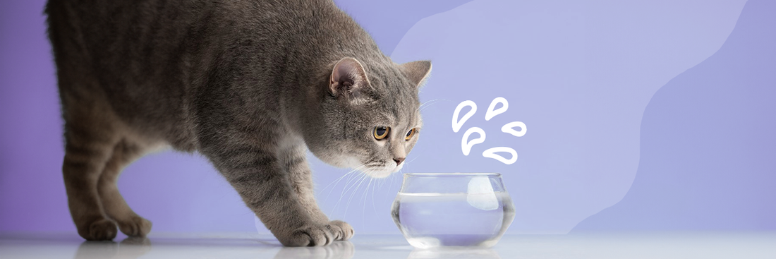 5 tips om te zorgen dat je kat genoeg drinkt
