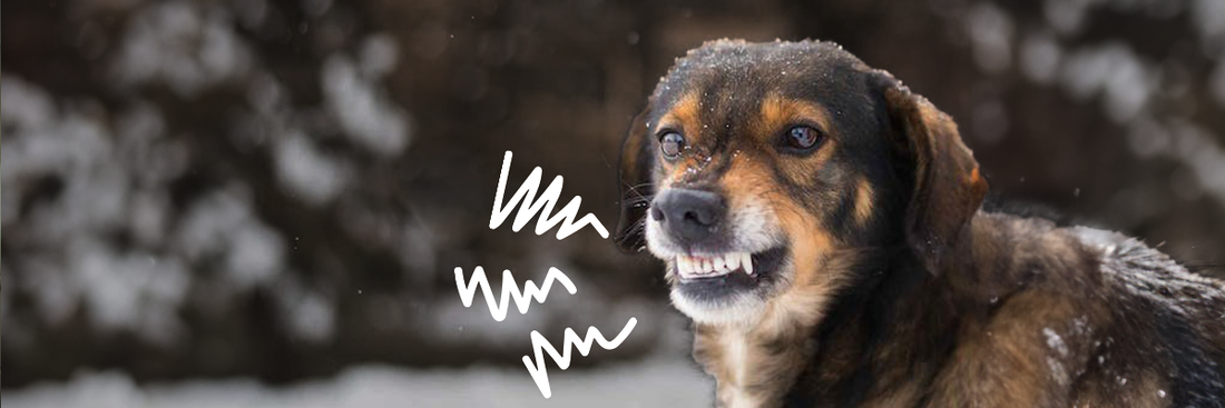 Dominante hond, Wat nu? - Hoe je je hond de baas blijft