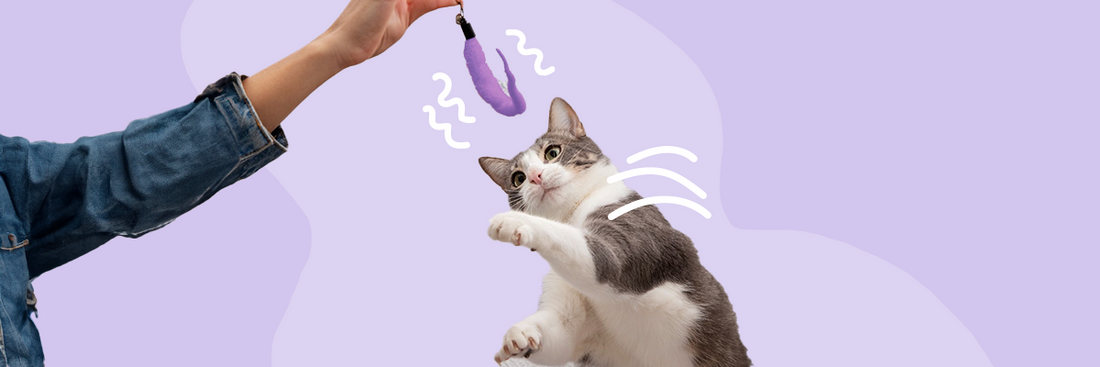 Do It Yourself speeltips voor katten - voor jong en oud