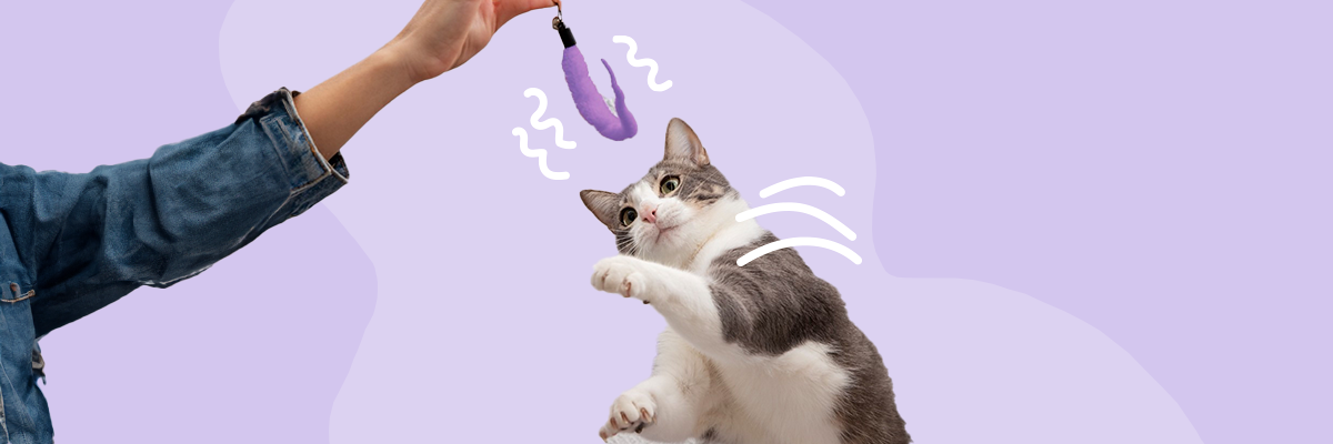 Do It Yourself speeltips voor katten - voor jong en oud