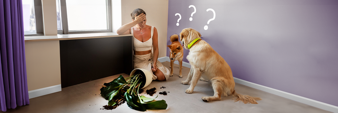 Hoe help je je hond om te gaan met jaloezie?