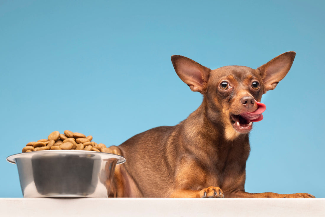 Geperste vs. geëxtrudeerde hondenbrokken: wat is beter voor jouw hond?