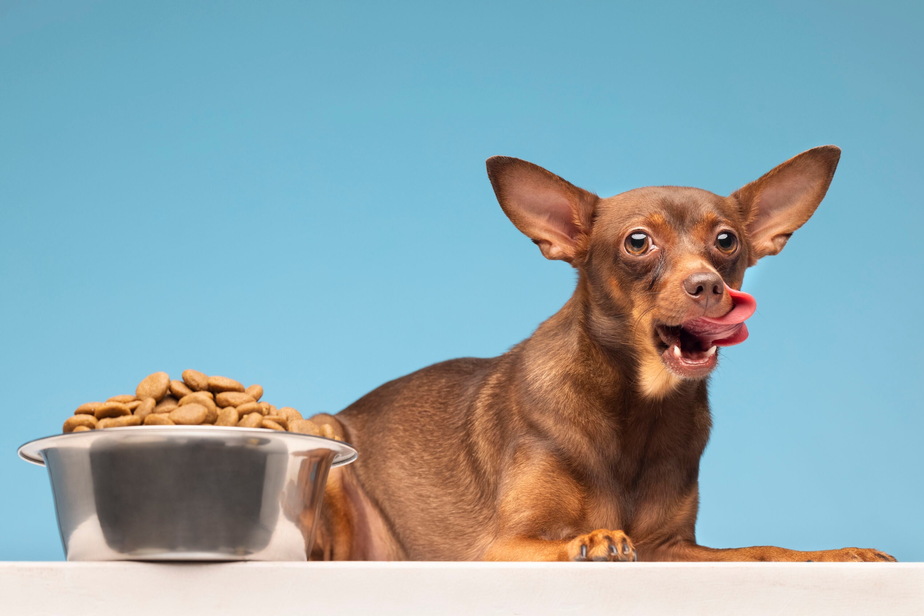 Geperste vs. geëxtrudeerde hondenbrokken: wat is beter voor jouw hond?