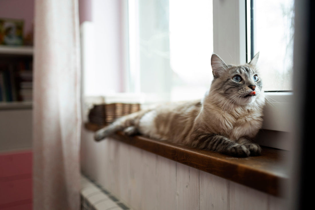 Welke kattenbakvulling is het beste voor jouw kat?