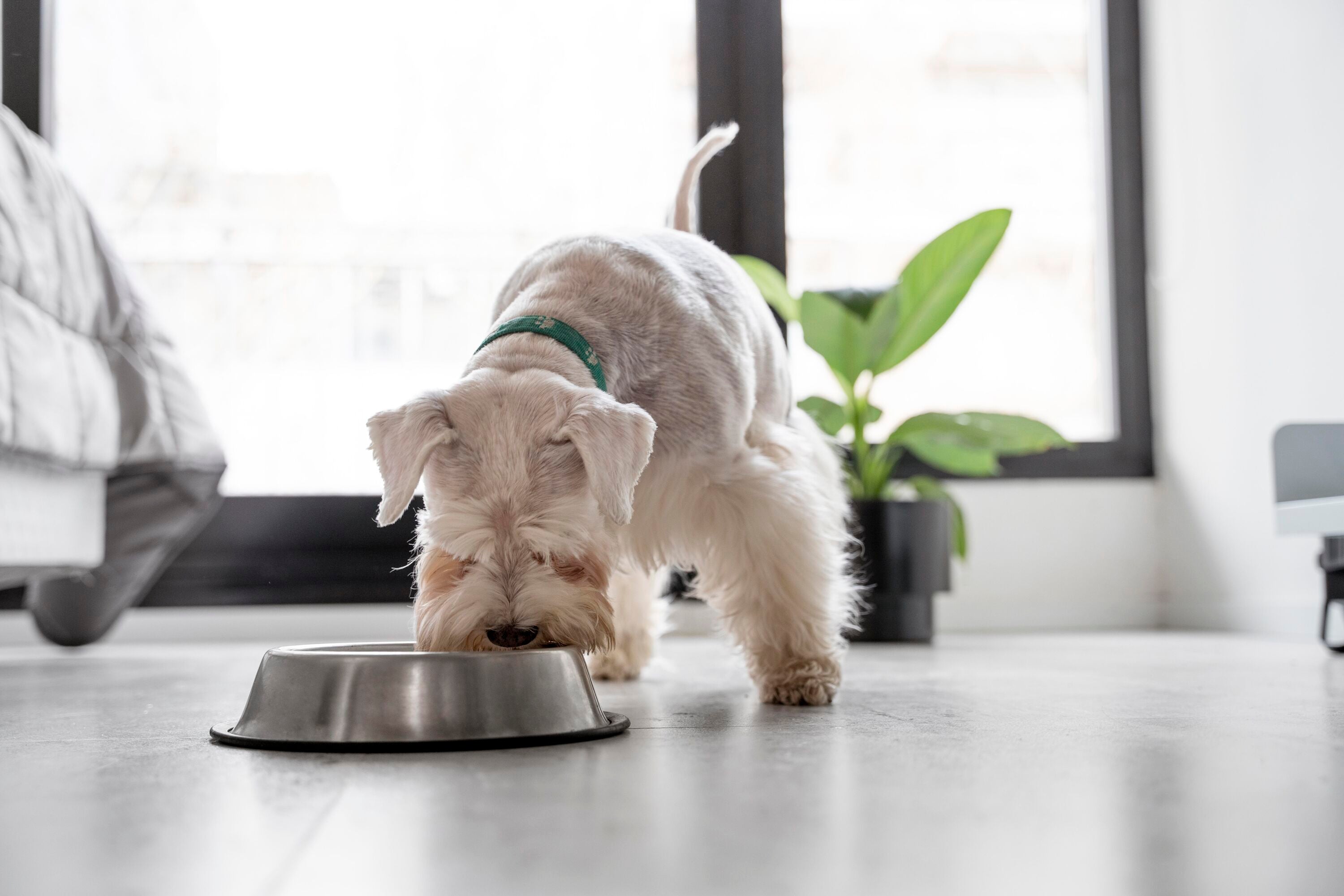 Hondenvoer: wat is het beste voor mijn hond?