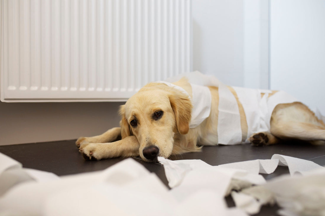 Diarree bij puppy's: een veelvoorkomend probleem