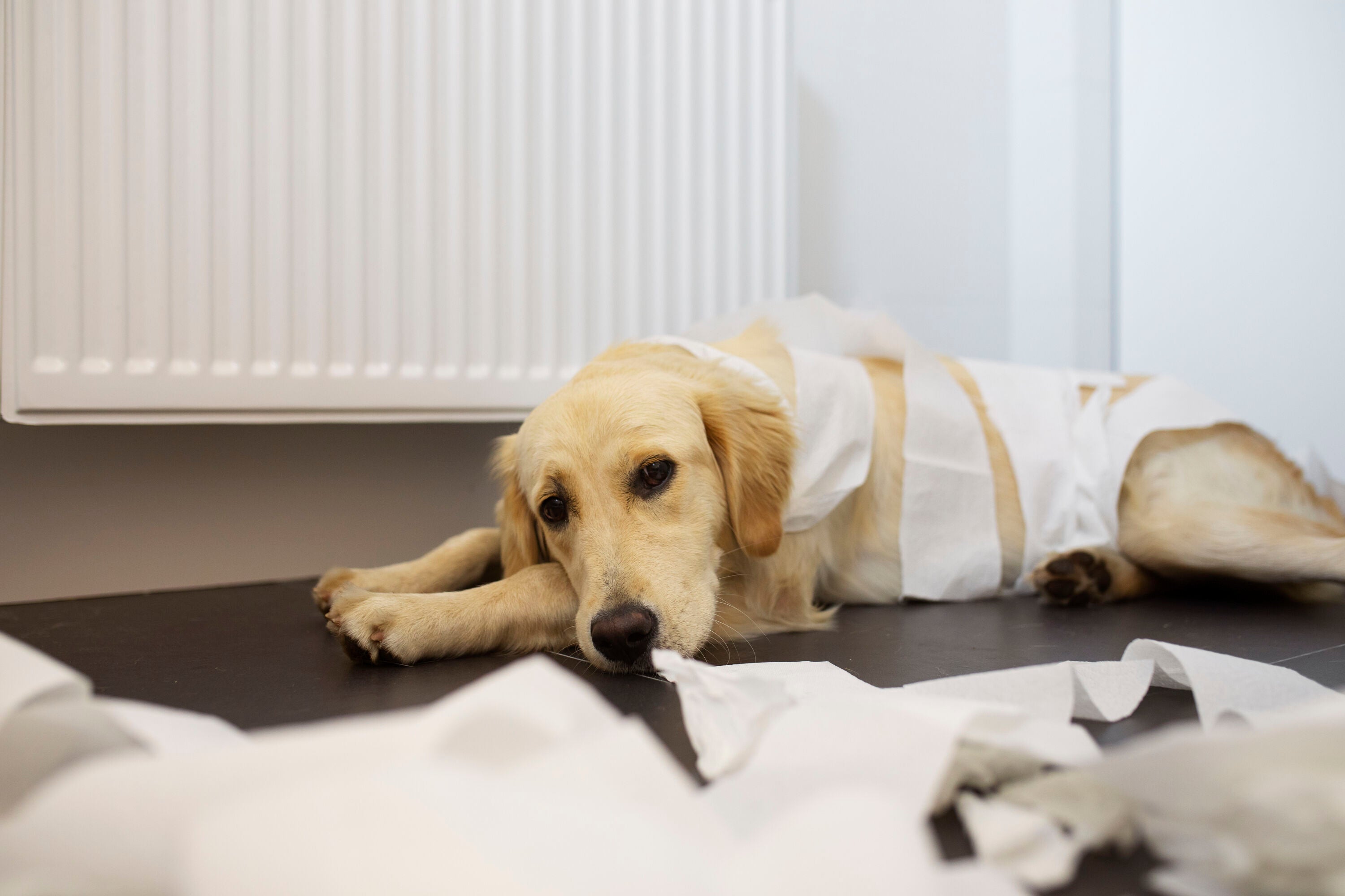 Diarree bij puppy's: een veelvoorkomend probleem