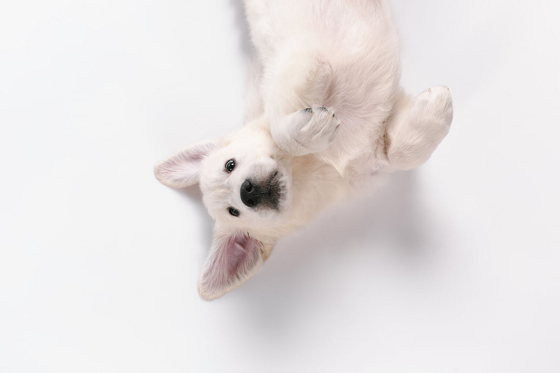 Puppy zindelijk maken: zo doe je dat!