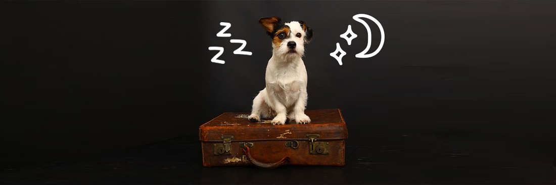 Gaat jouw hond weleens uit logeren?