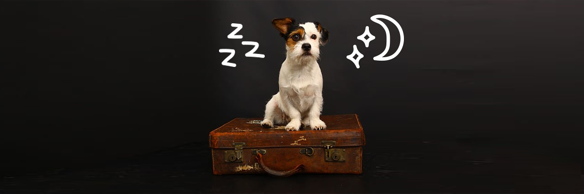Gaat jouw hond weleens uit logeren?