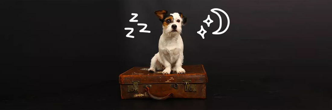 Gaat jouw hond weleens uit logeren?