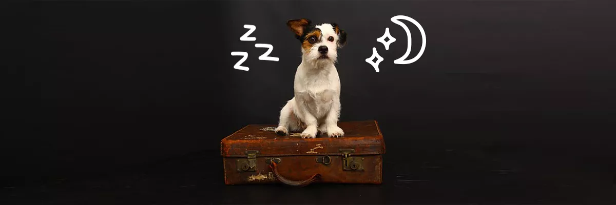 Gaat jouw hond weleens uit logeren?