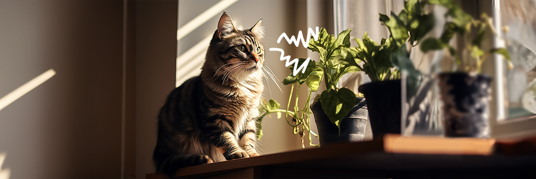 De giftige vijanden van jouw kat