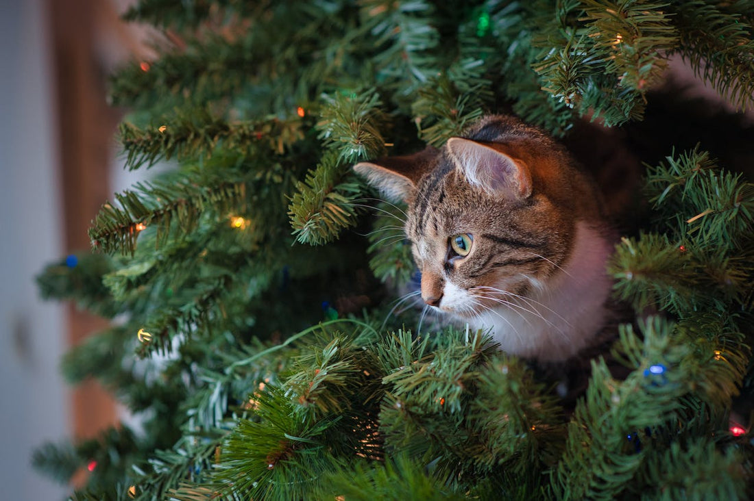 Wat kun je doen tegen vuurwerkangst bij honden & katten?
