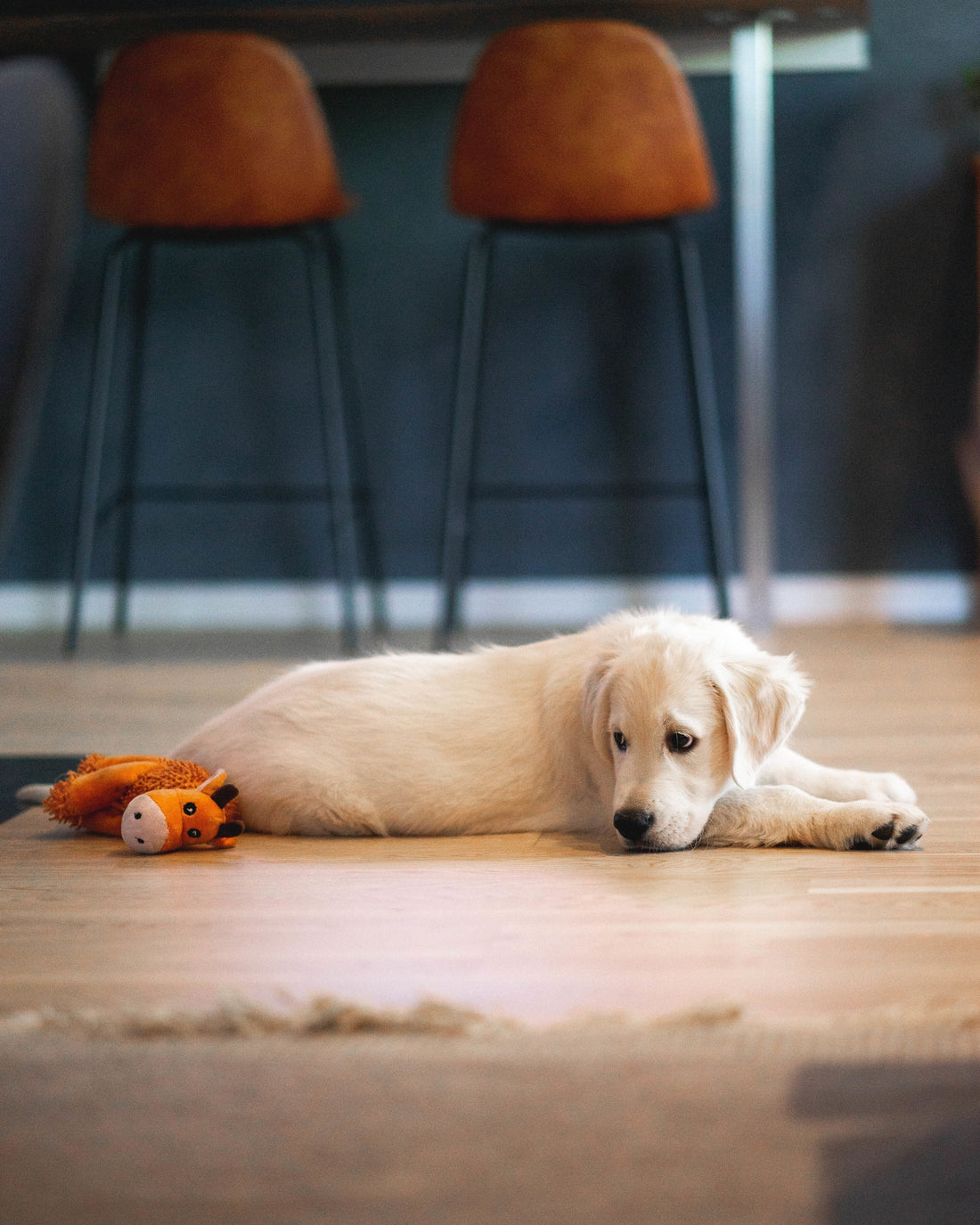 Een puppy opvoeden? Zo doe je dat!