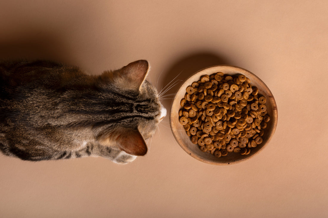 Tips voor het uitzoeken van het beste kattenvoer voor jouw kat!