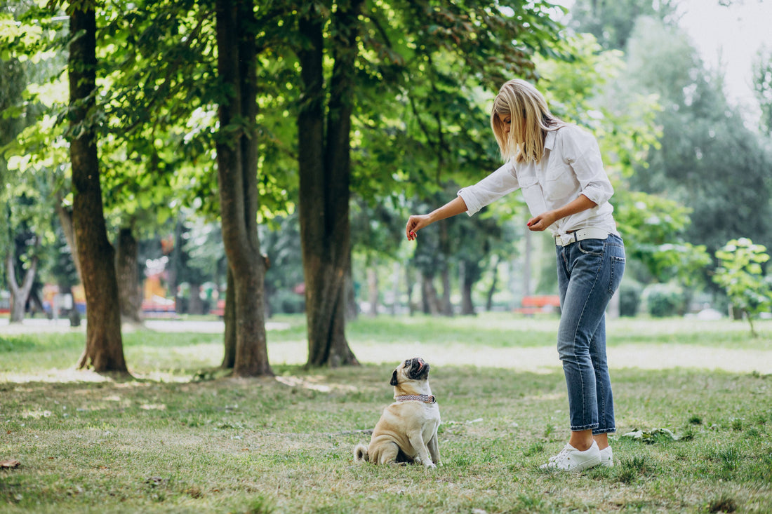 Puppy uitlaten? Dé gids voor nieuwe hondenbaasjes