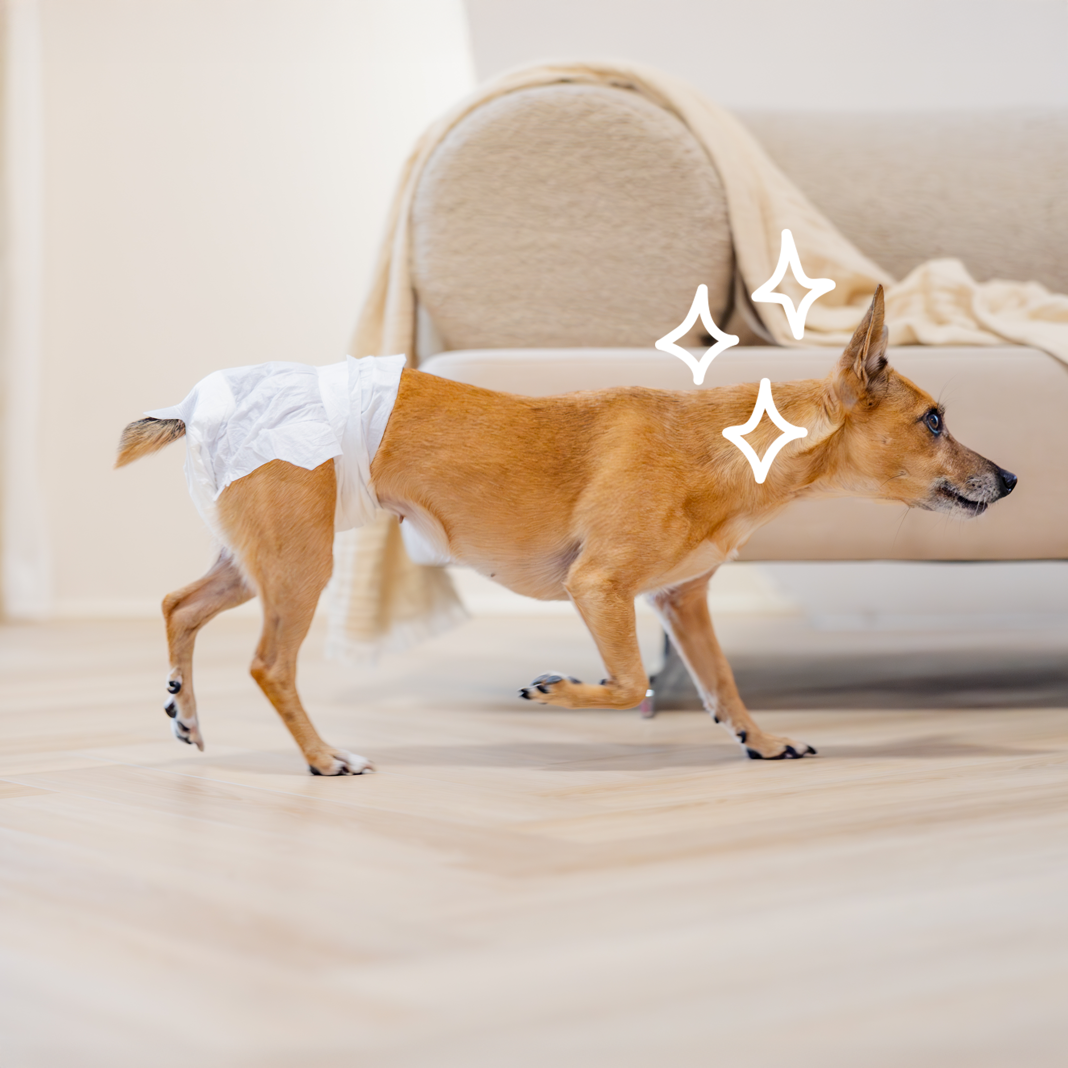 Easypets diapers 2_(1)