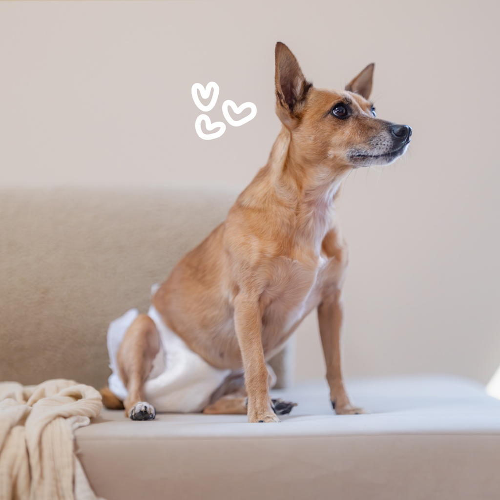 Easypets diapers 3_(1)