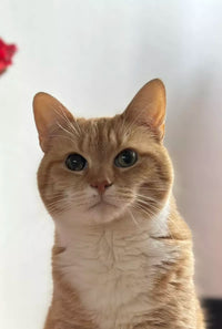 @gerardtheredcat