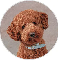 @koda.the.poodle