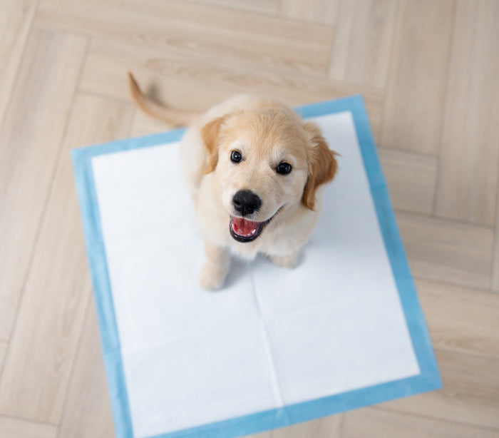 Vrolijke pup op een training pad, van bovenaf gezien