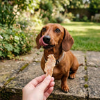 Hond met EasyPets Kipfilet snack